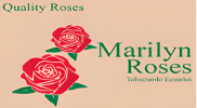 marilyn roses